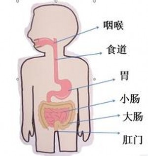 幼儿园教学ppt食物的旅行